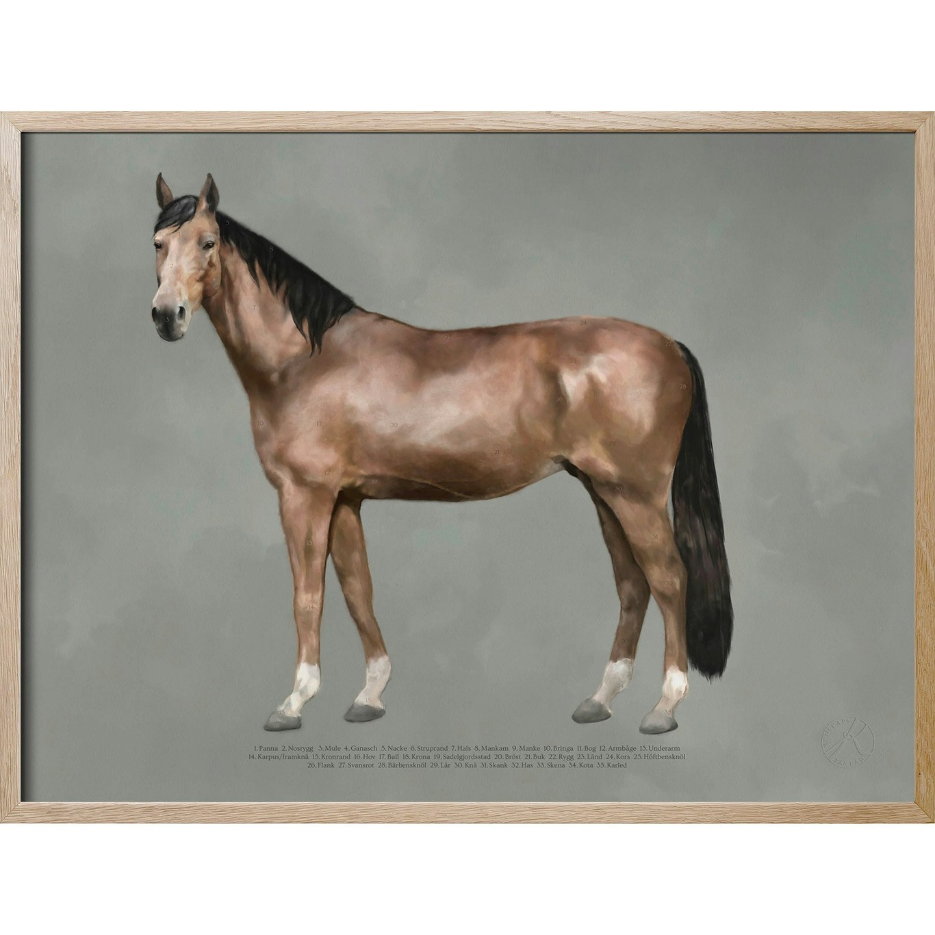 Anatomy of the horse Poster, 30x40 cm