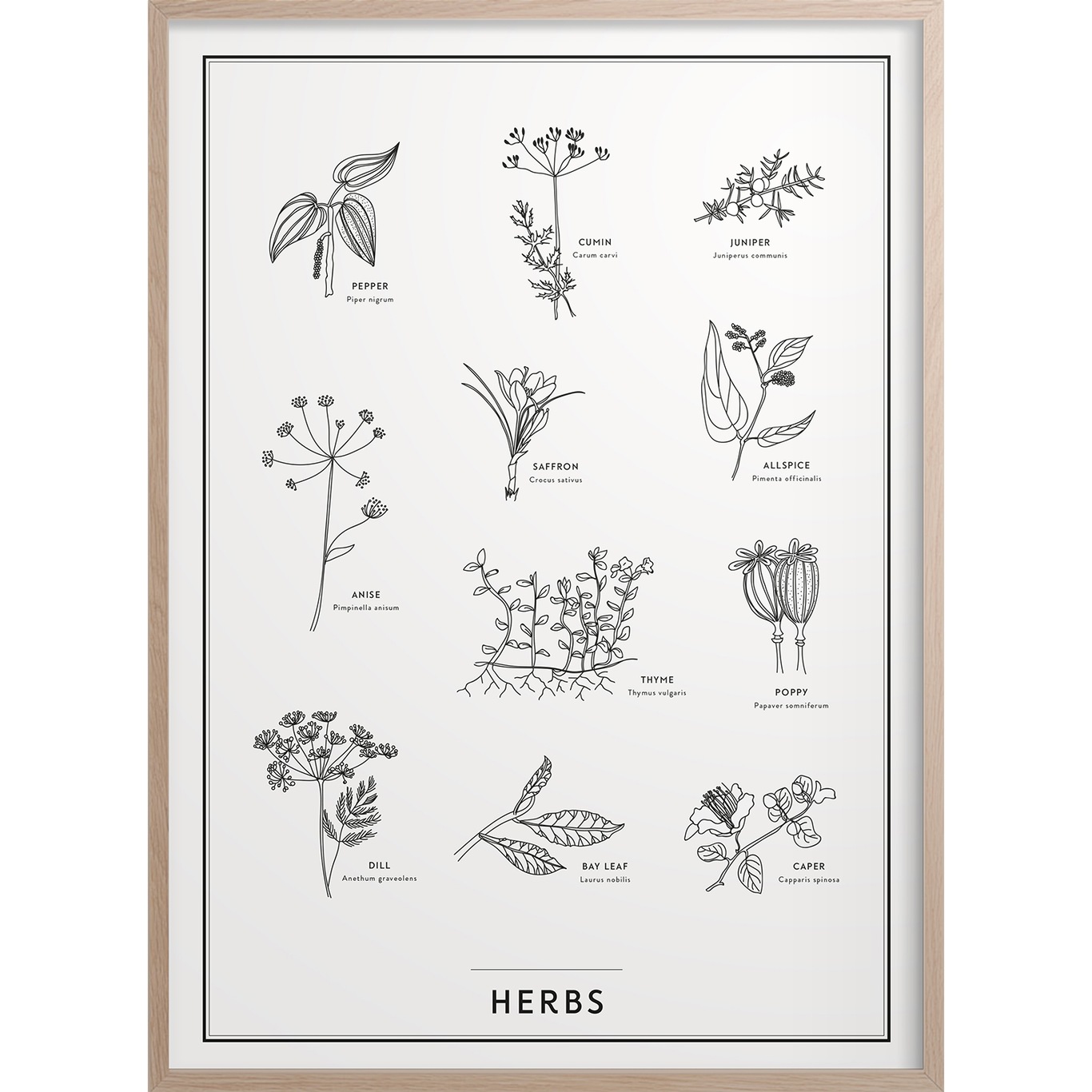 Herbs Poster 30x40 cm